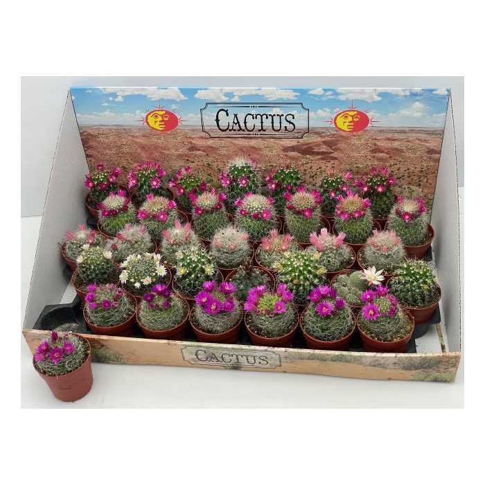 <h4>Cactus Flowering 6,5Ø 9cm</h4>