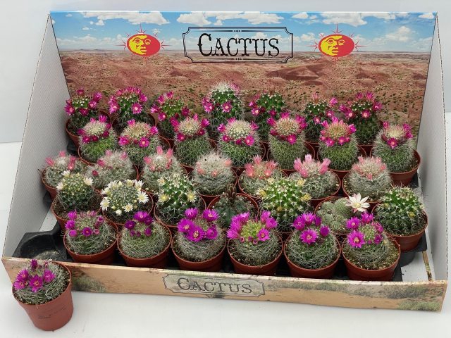 <h4>Cactus Bloeiend</h4>