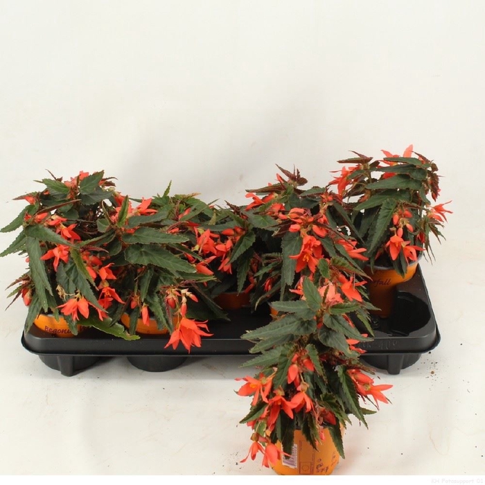 <h4>Begonia over. boliviensis Waterfall</h4>
