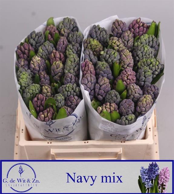 <h4>Hyacinthus navy mix</h4>