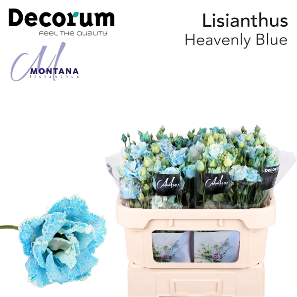 <h4>Lisianthus Alissa Heavenly Blue - Montana Lisianthus</h4>