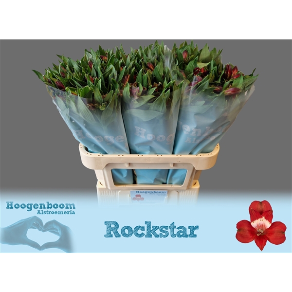 <h4>Alstroemeria Rockstar 60 gram</h4>