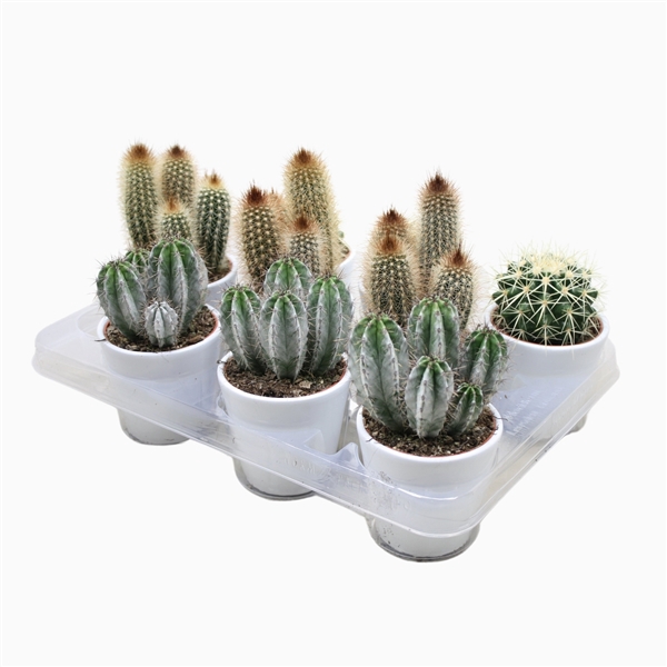 <h4>Cactus mix 8,5 cm in witte pot</h4>