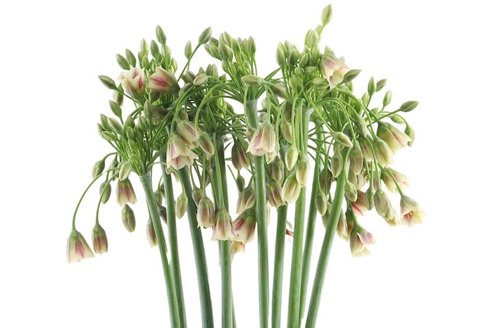 Allium Nect Siculum Bulgar