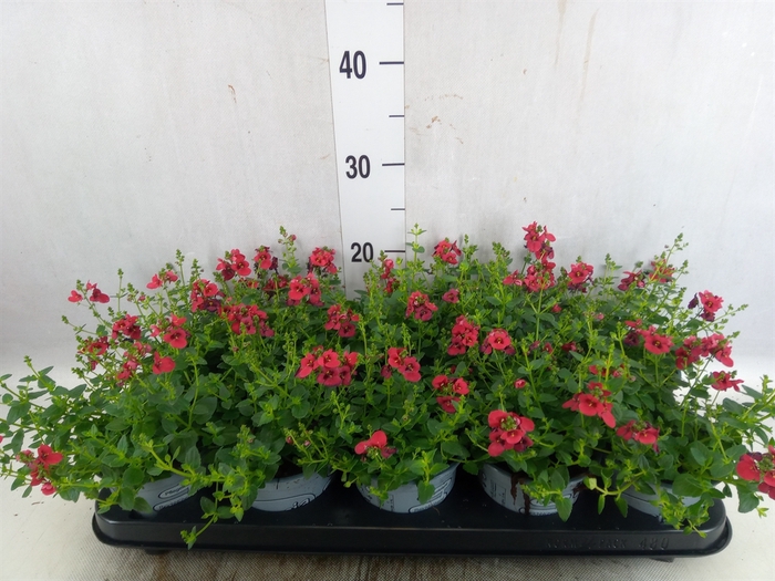 <h4>Diascia  'Piccadilly Red'</h4>