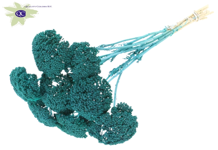 <h4>Achillea per stem frosted turquoise</h4>