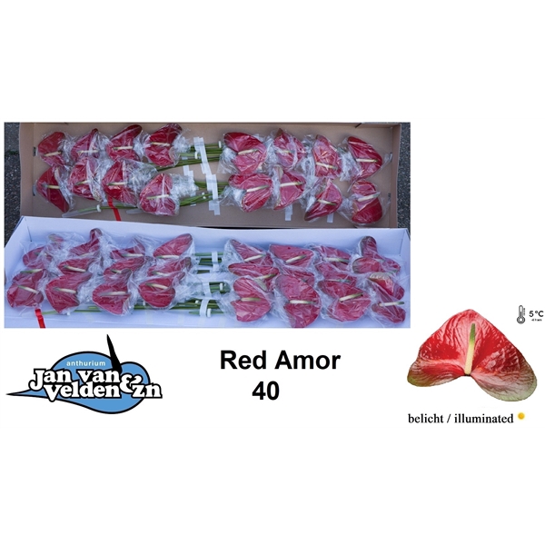 Red Amor 40