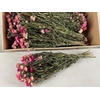 Df Helichrysum Bright Pink Bs
