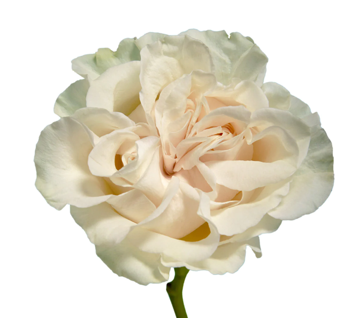<h4>Rosa Garden Cotton Xpression</h4>