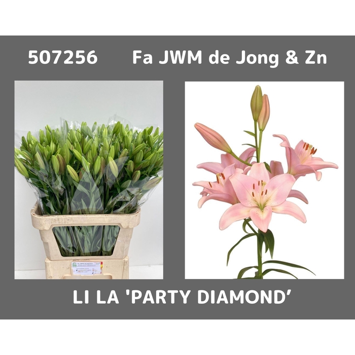 <h4>Li La Party Diamond</h4>
