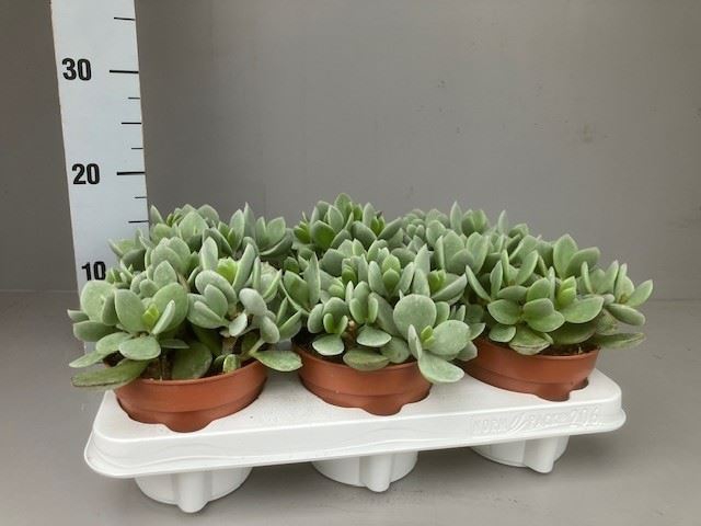 <h4>Cotyledon  'Coral'</h4>