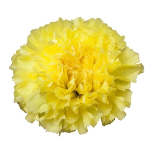 Clavel amarillo fancy (APOSENTO)