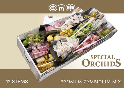 <h4>Cymbidium mix Special Orchids</h4>