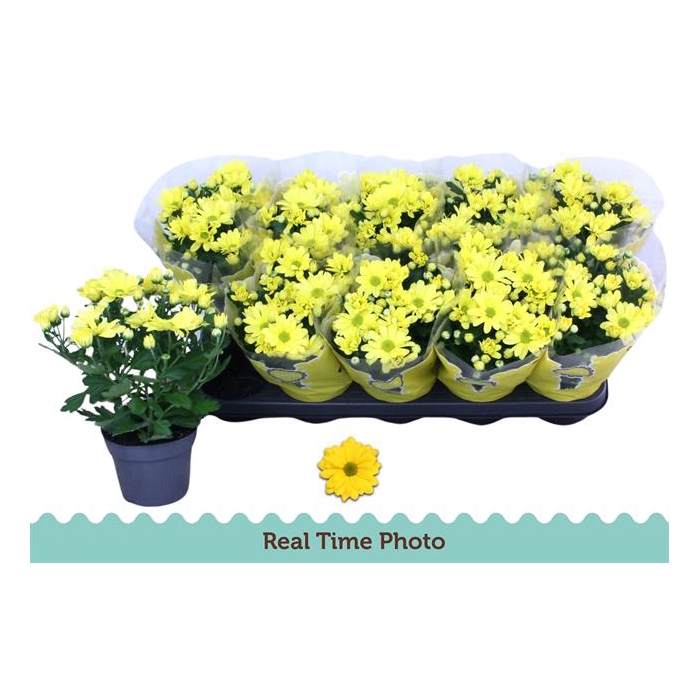 <h4>Chrysanthemum mount runca Yellow 12Ø 25cm 3pp</h4>