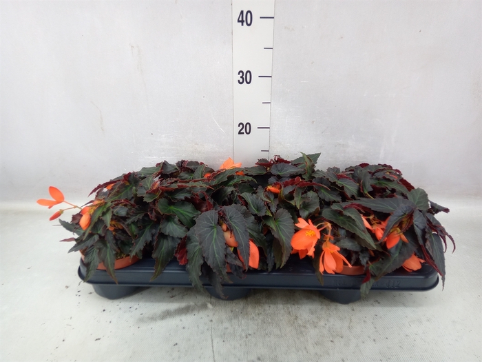 <h4>Begonia tuber. 'Tenella Salmon Ora'</h4>