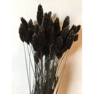 DRIED FLOWERS - PHALARIS BLACK 80GR
