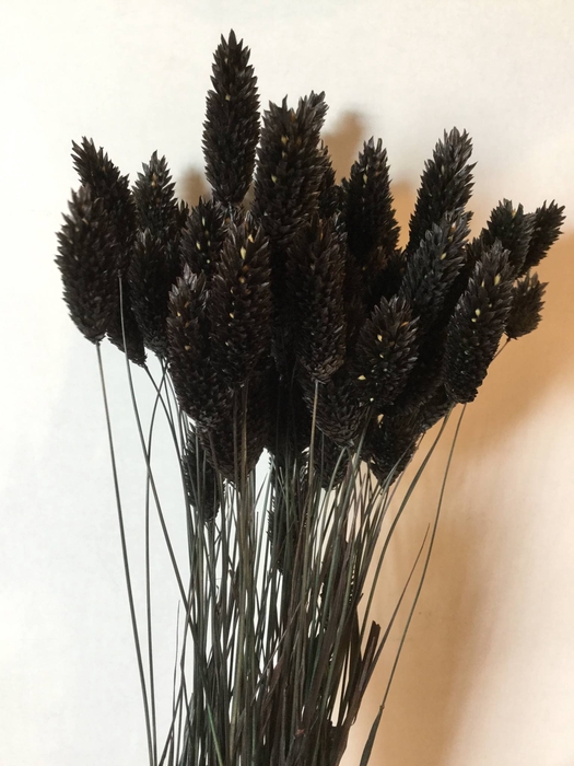 DRIED FLOWERS - PHALARIS BLACK 80GR