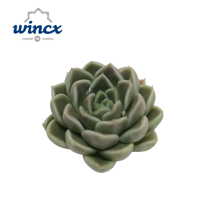 Echeveria Anubis Cutflower Wincx-5cm