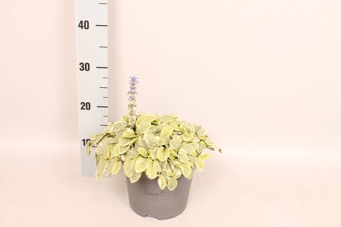 vaste planten 19 cm  Ajuga reptans Variegata