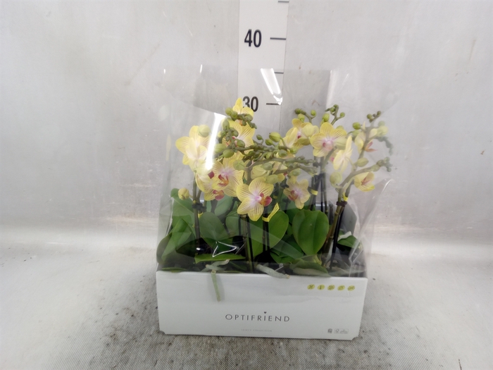 <h4>Phalaenopsis multi.   ...yellow</h4>