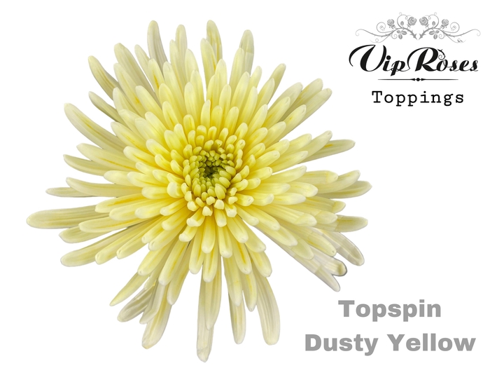 <h4>Chrys bl paint topspin dusty yellow</h4>