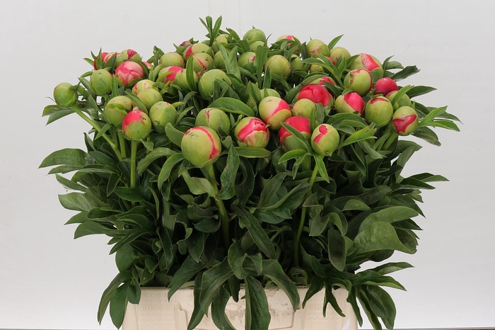<h4>Paeonia coral sunset</h4>