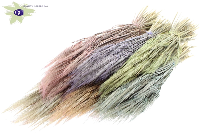 <h4>Hordeum per bunch mixed colours frosted</h4>