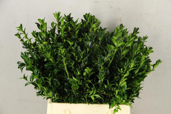 <h4>Buxus Bs</h4>