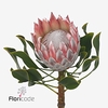 Protea cynaroides (king)