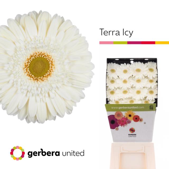 <h4>Gerbera diamond terra icy</h4>