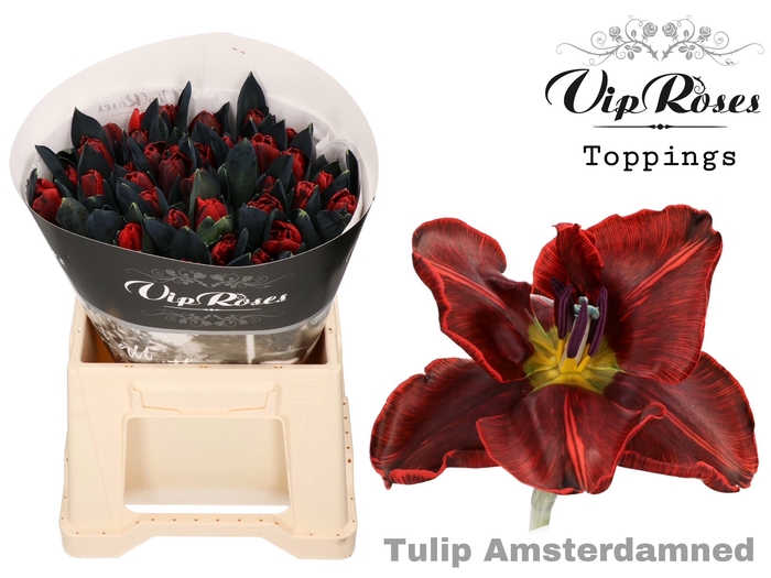 <h4>Tulipa si paint amsterdamned</h4>