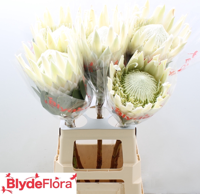<h4>Protea Cynaroides Ayoba Arctic</h4>