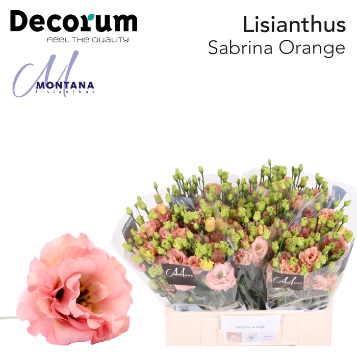 <h4>Lisianthus Sabrina orange 60cm</h4>