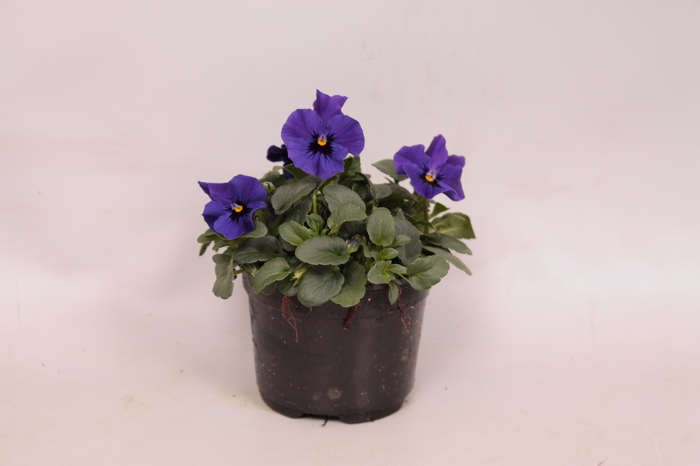 Viola cornuta sixpack F1 Blue