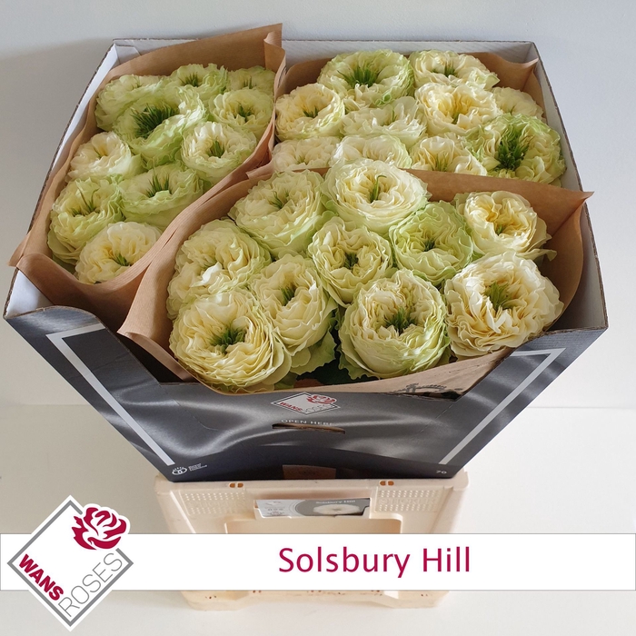 <h4>Rs gr Solsbury Hill</h4>