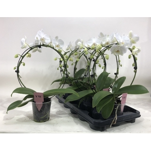 Phalaenopsis White 12Ø 45cm 2st 16fl