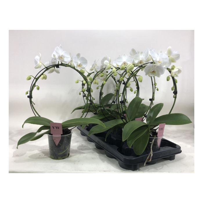 <h4>Phalaenopsis White 12Ø 45cm 2st 16fl</h4>