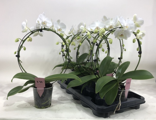 Phalaenopsis White 12Ø 45cm 2st 16fl