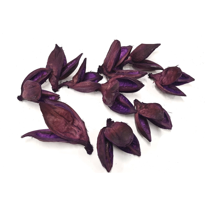 <h4>Sororoca penca flower 10pcs in poly Purple</h4>