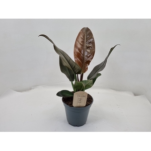 Philodendron Imperial Red 17Ø 45cm