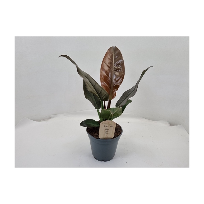 <h4>Philodendron Imperial Red 17Ø 45cm</h4>