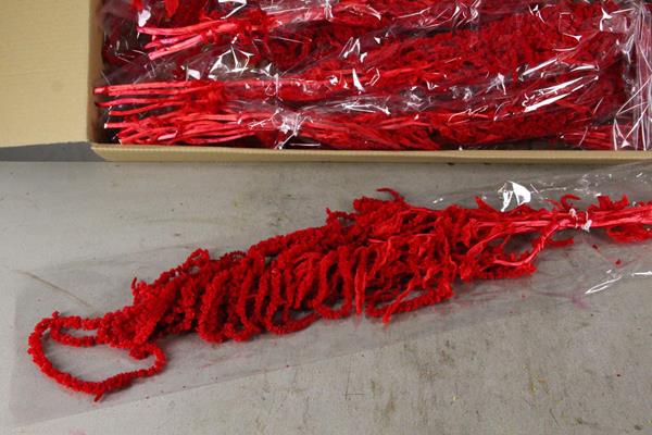<h4>Pf Amaranthus Hang Red Bs</h4>