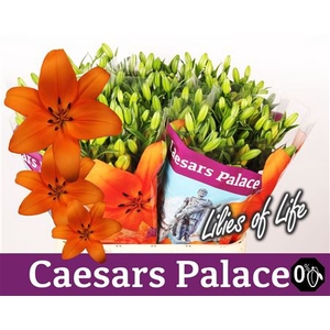 Li La Caesars Palace Oranje