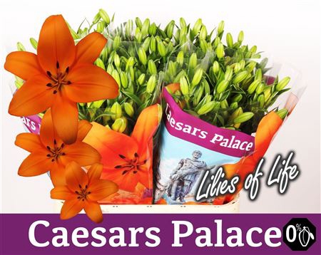<h4>Li La Caesars Palace Oranje</h4>