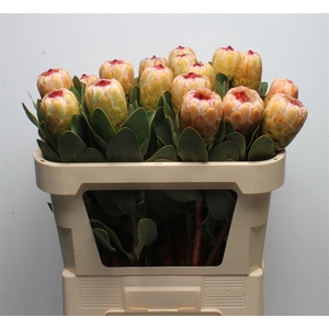Protea grandicolor