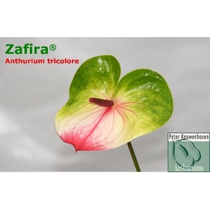 Anthurium Zafira