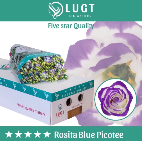 <h4>Lisianthus do rosita blue picotee</h4>