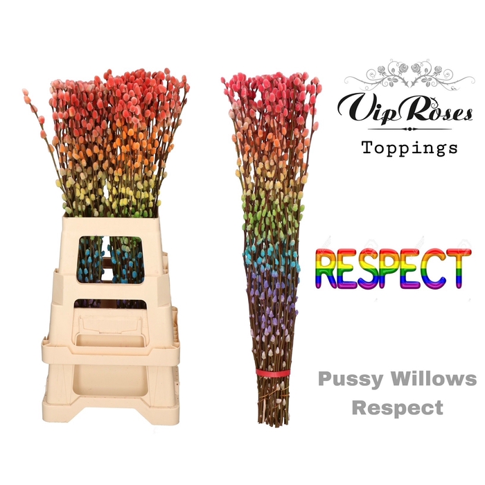 <h4>Salix Pussy Willow Respect</h4>