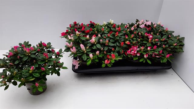 Rhododendron simsii mix 12Ø 25cm 25Ø