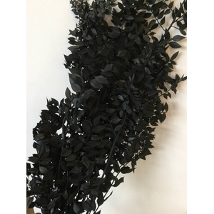 DRIED FLOWERS - RUSCUS BLACK
